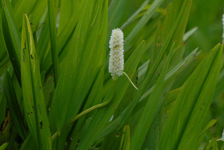 Image of Pontederia reflexa