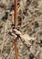 صورة Veronicastrum sibiricum (L.) Pennell