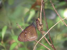 Image of Euploea midamus Linnaeus 1758