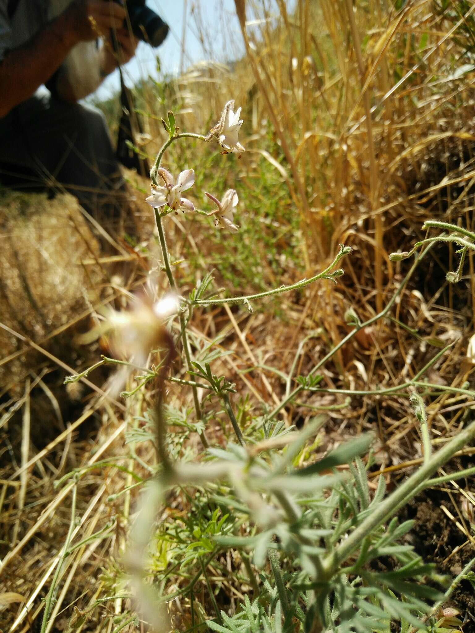 Image of Delphinium roylei Munz