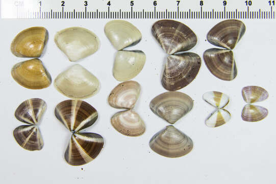 Image of Pismo clam