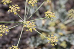 Image of Ducrosia flabellifolia Boiss.