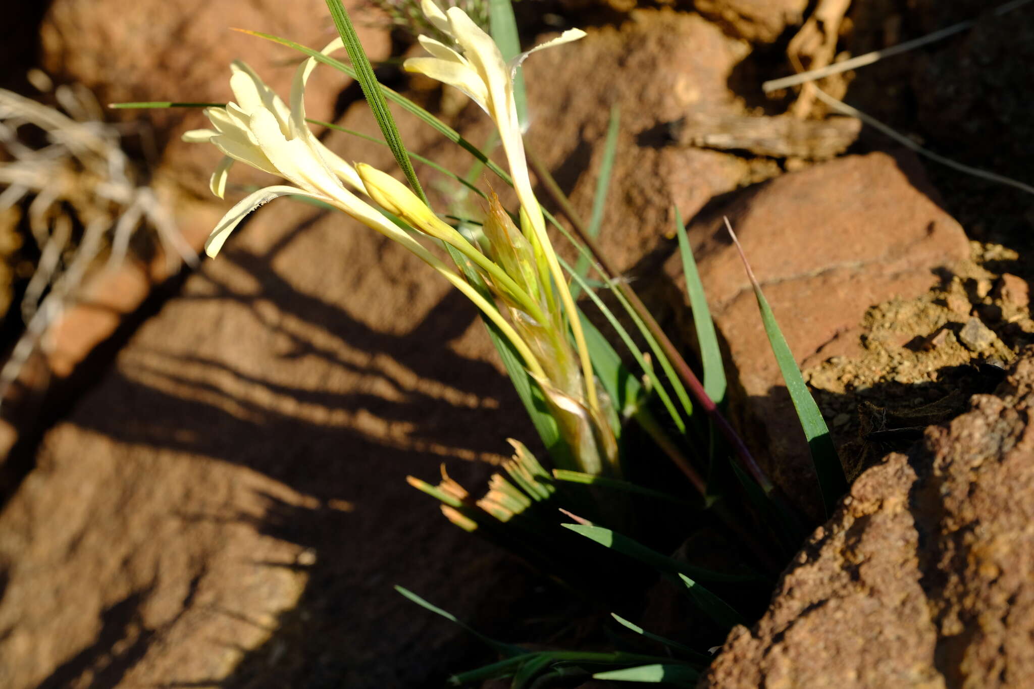 Image of Babiana spathacea (L. fil.) Ker Gawl.