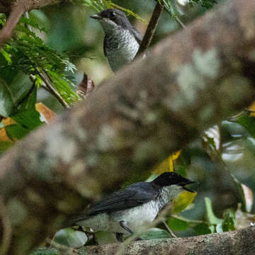 Image of African Forest Flycatcher