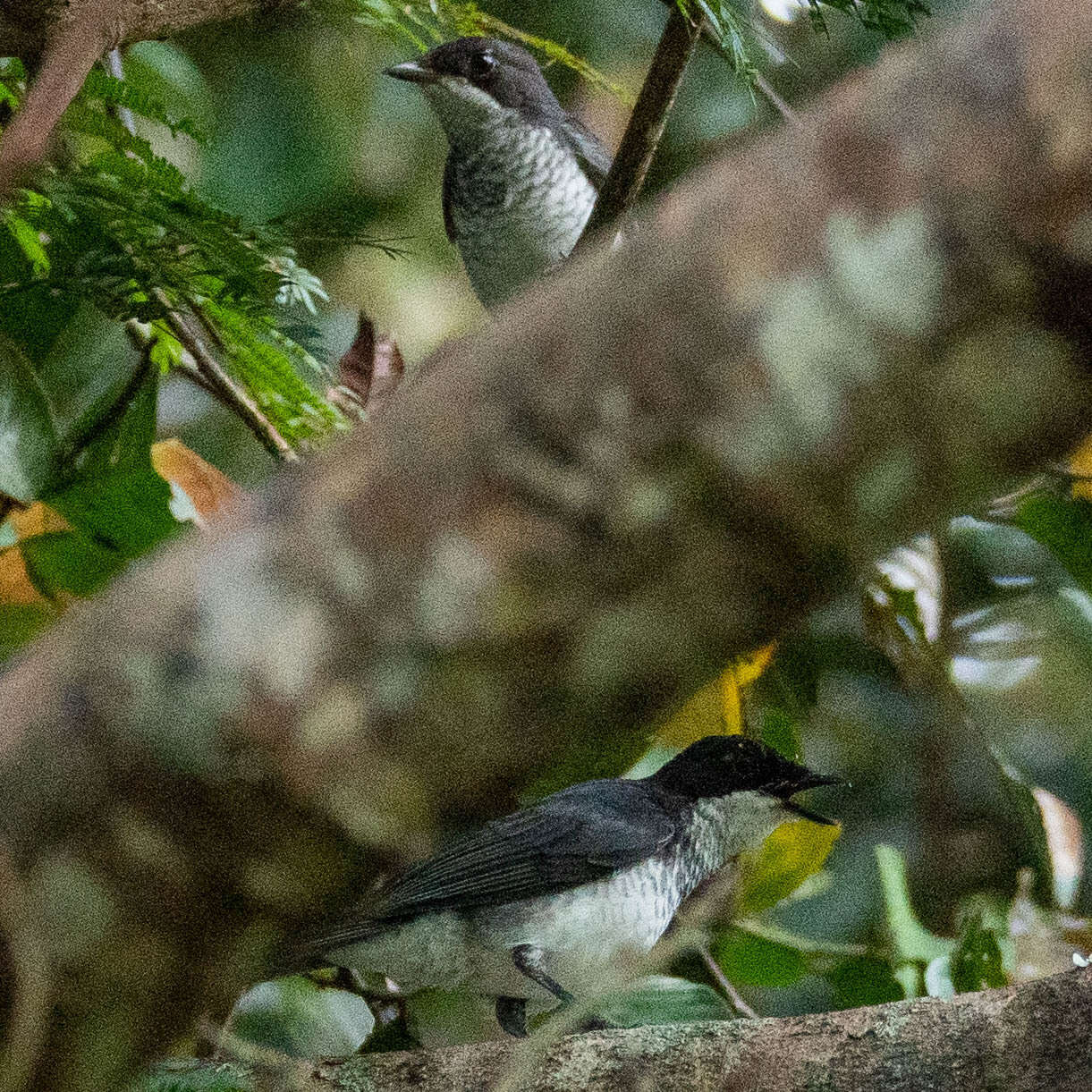 Plancia ëd Fraseria ocreata (Strickland 1844)