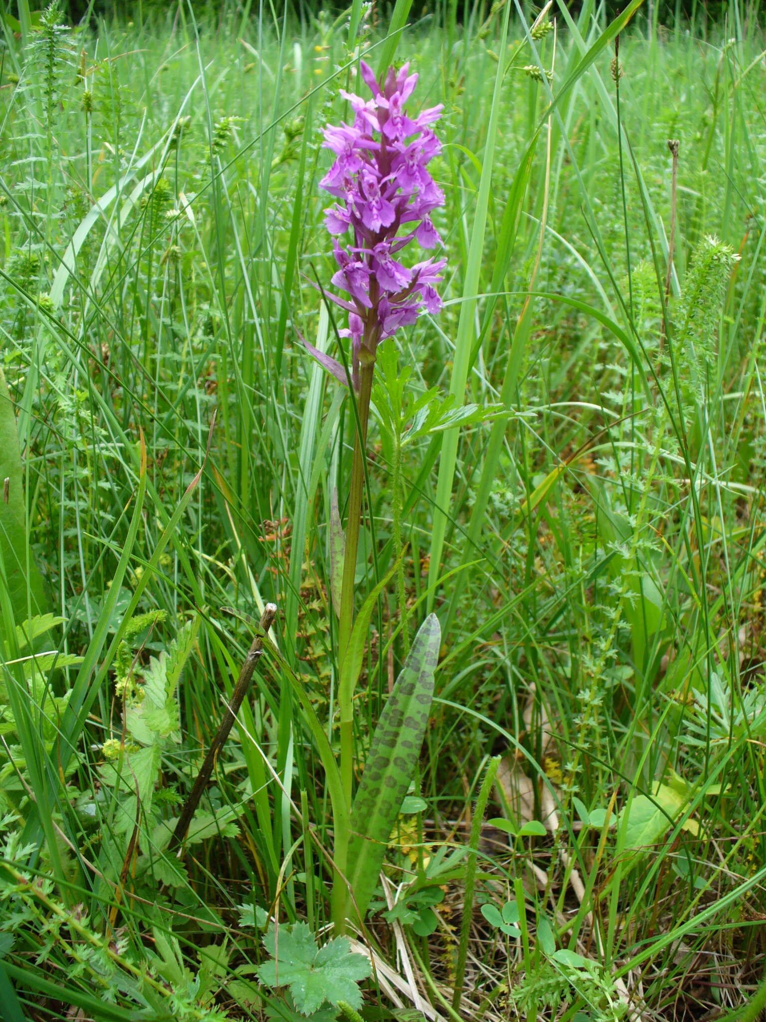 Dactylorhiza urvilleana (Steud.) H. Baumann & Künkele resmi