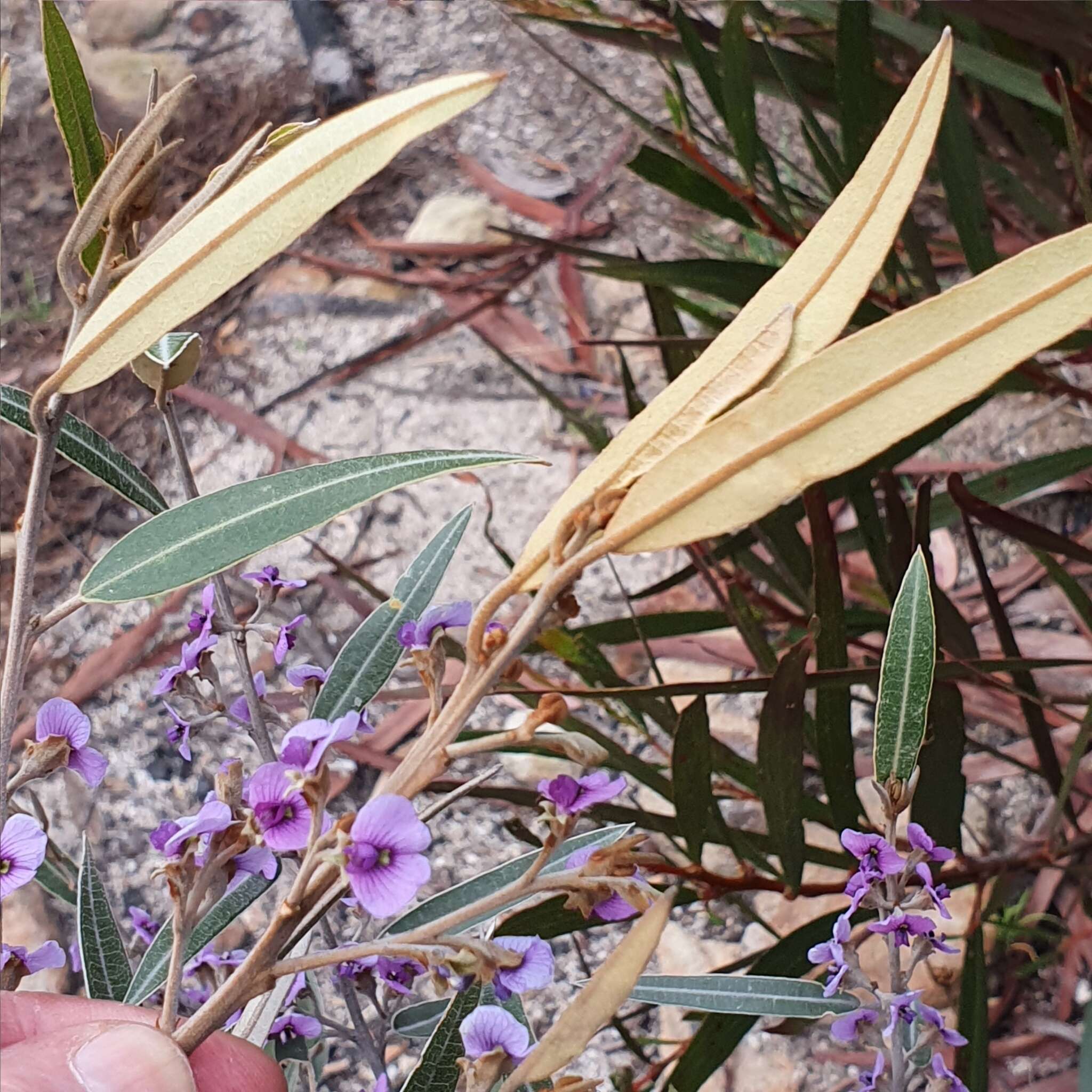 Image of Hovea apiculata G. Don