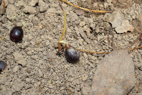 Image of Castanopsis fissa (Champ. ex Benth.) Rehder & E. H. Wilson