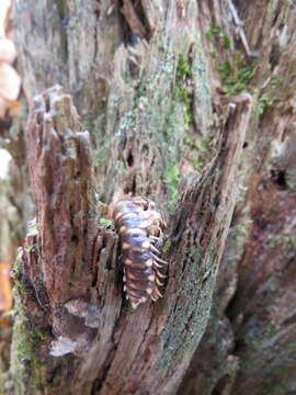 Image of Rudiloria trimaculata (Wood 1864)