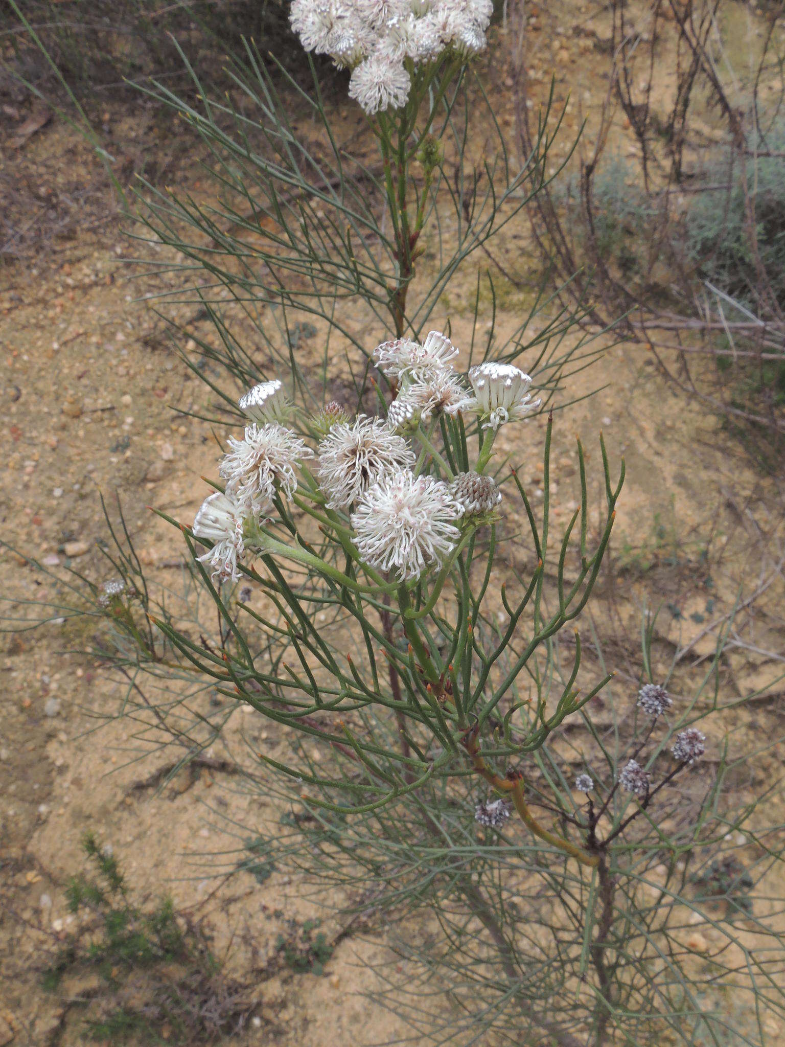 Image of Serruria triternata (Thunb.) R. Br.