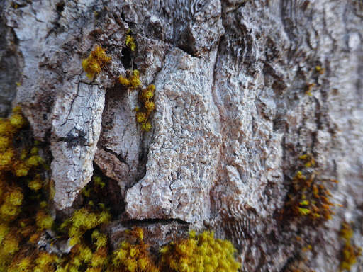 Image of Sommerfelt's pore lichen