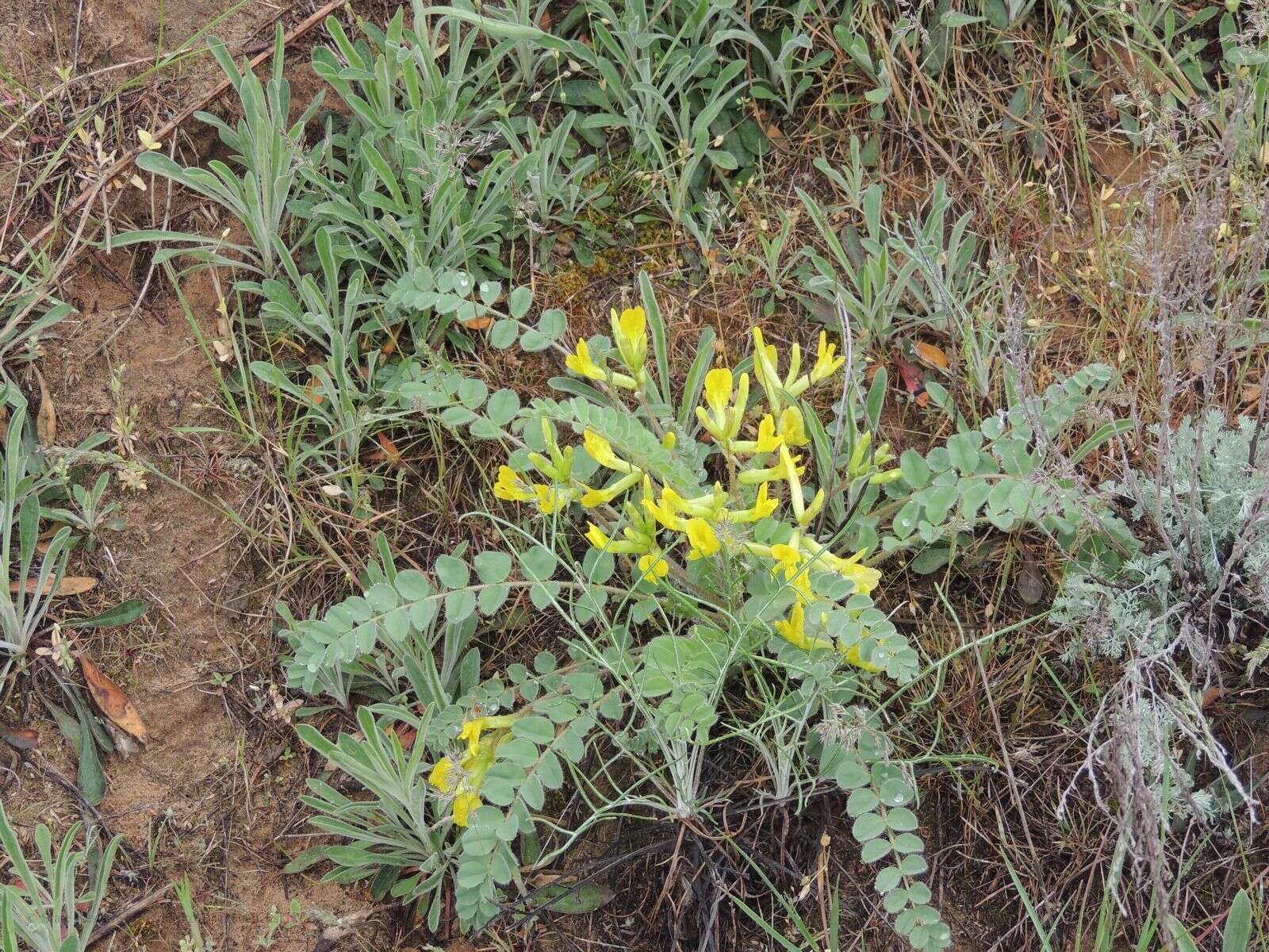 Imagem de Astragalus longipetalus Chater