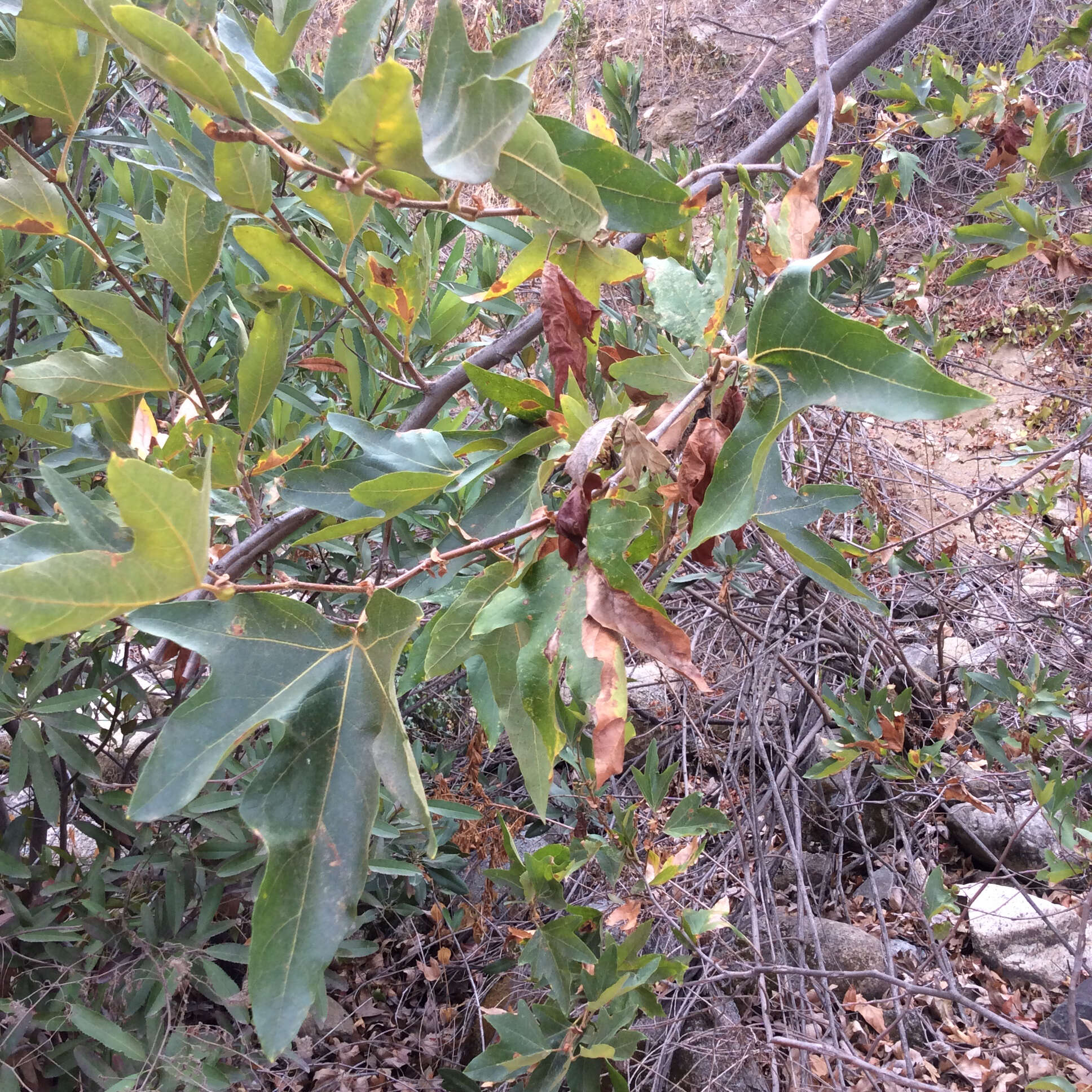 Platanus racemosa Nutt. ex Audubon的圖片