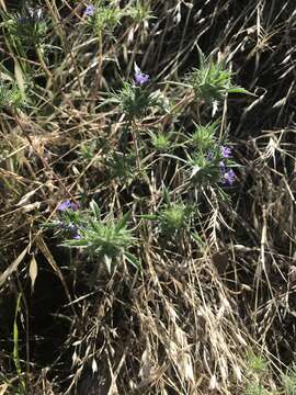 Image of Paiute Mountain pincushionplant