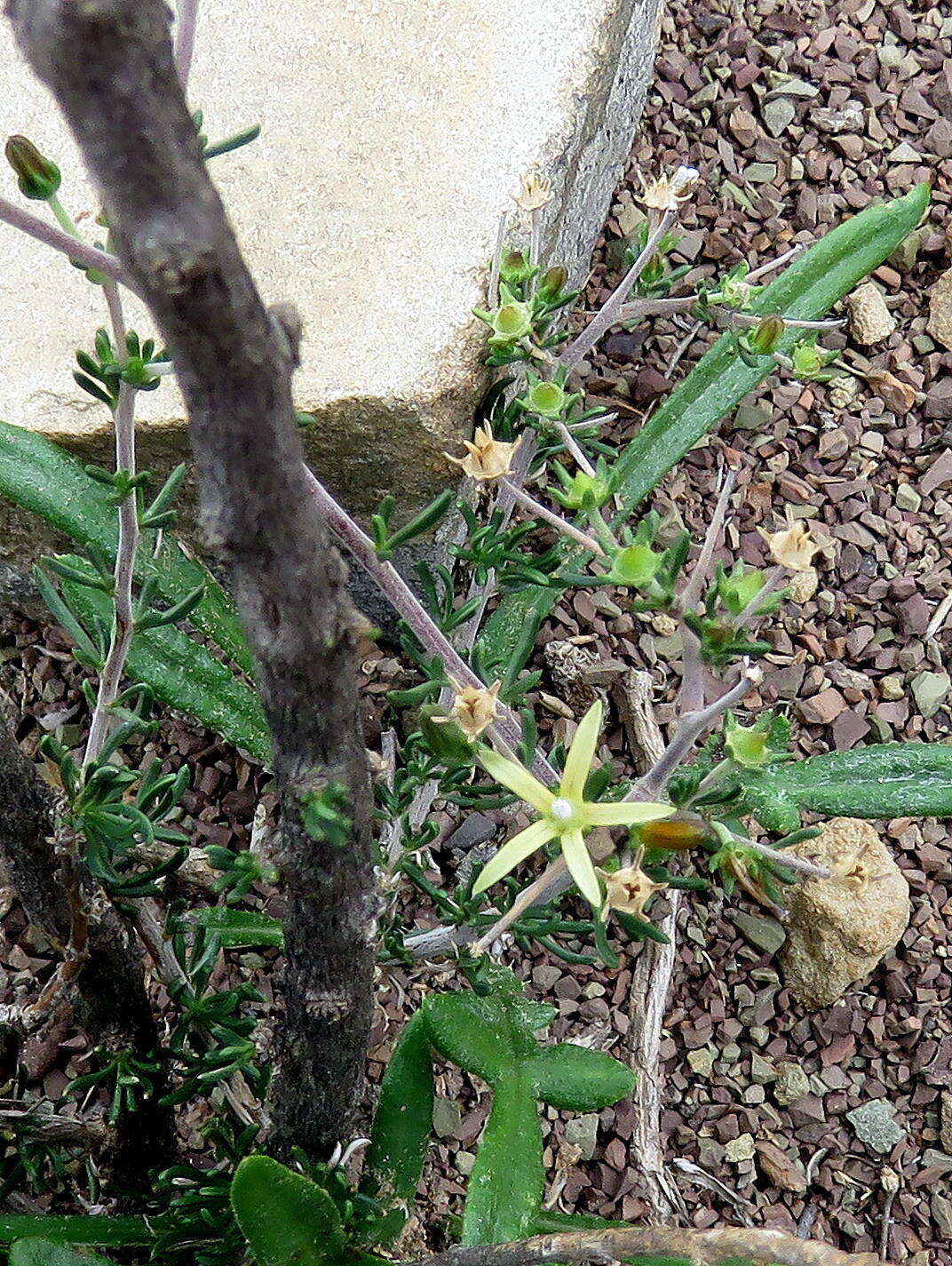 Image of Wahlenbergia albens (Spreng. ex A. DC.) Lammers