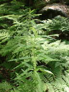 Urtica angustifolia Fisch. ex Hornem.的圖片