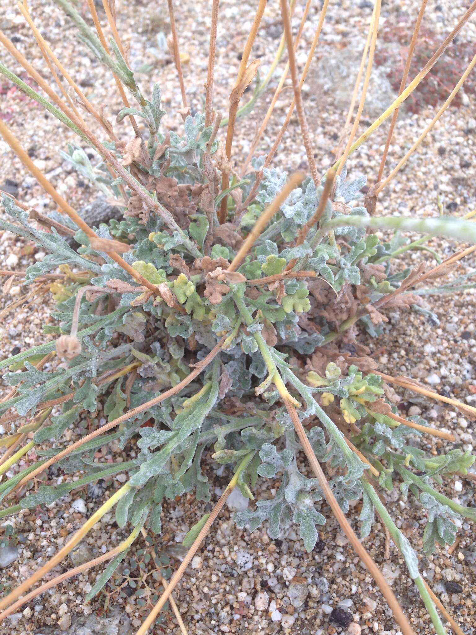 Image of desert marigold