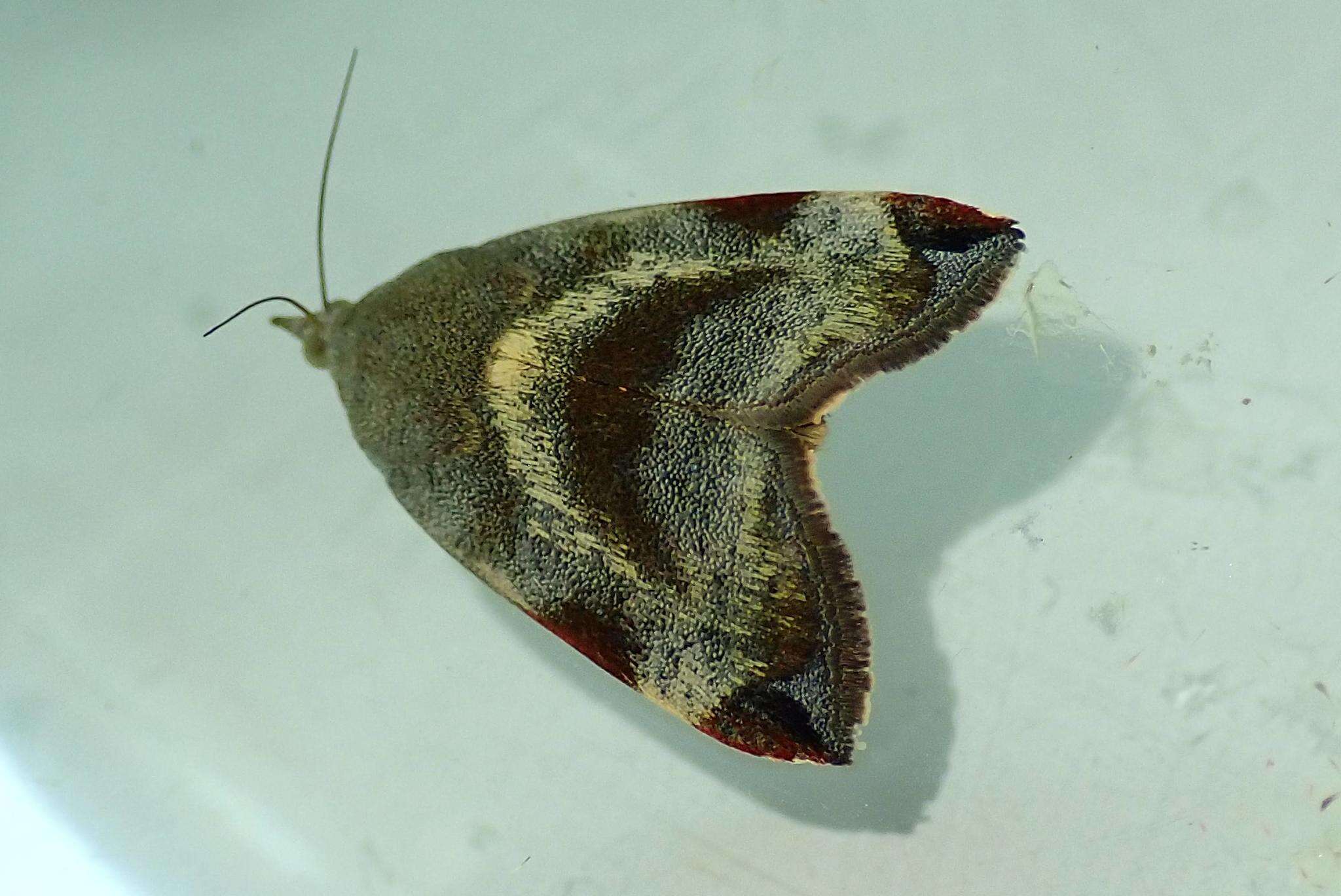 Image of Moth