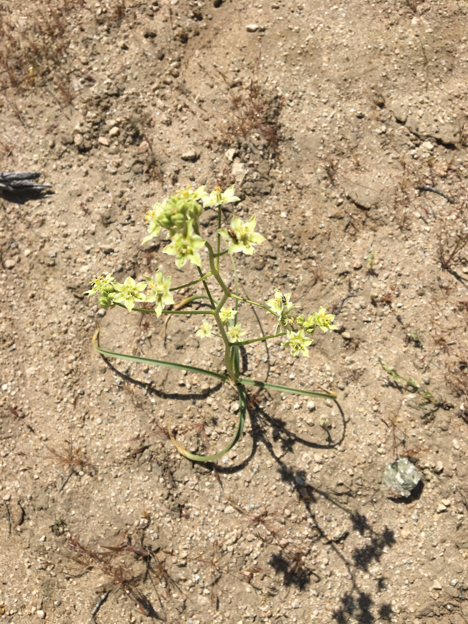 Image of desert deathcamas