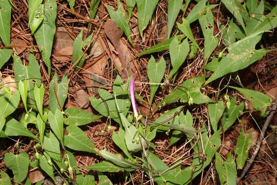 Image of Ipomoea caudata Fern.