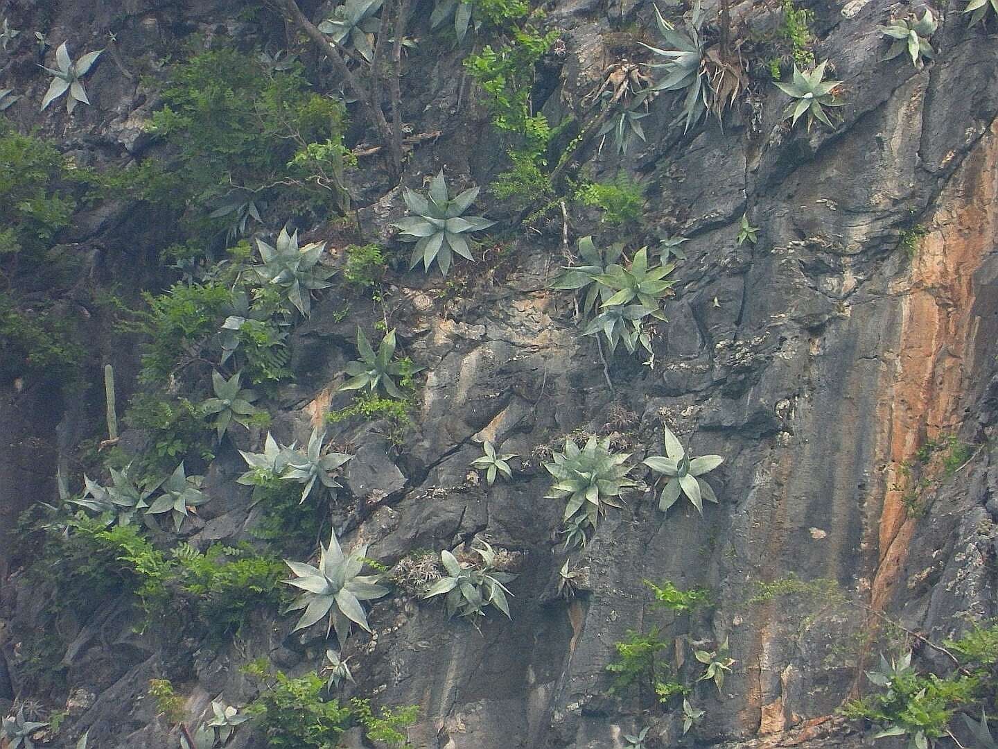 Image of Silvery agave