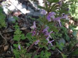 Image of Hedeoma palmeri Hemsl.