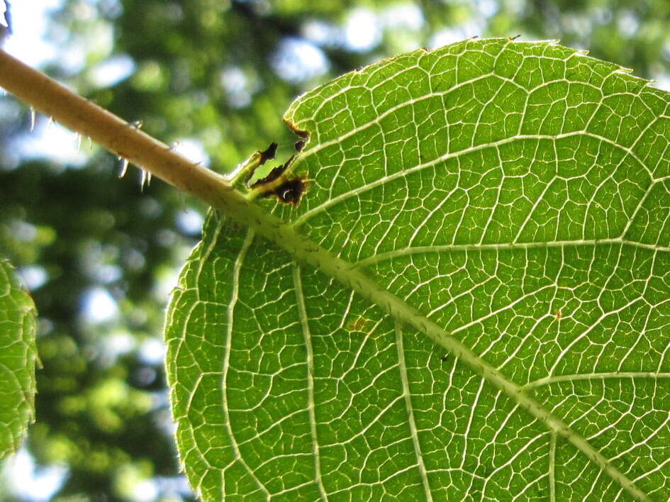 Image of tara vine