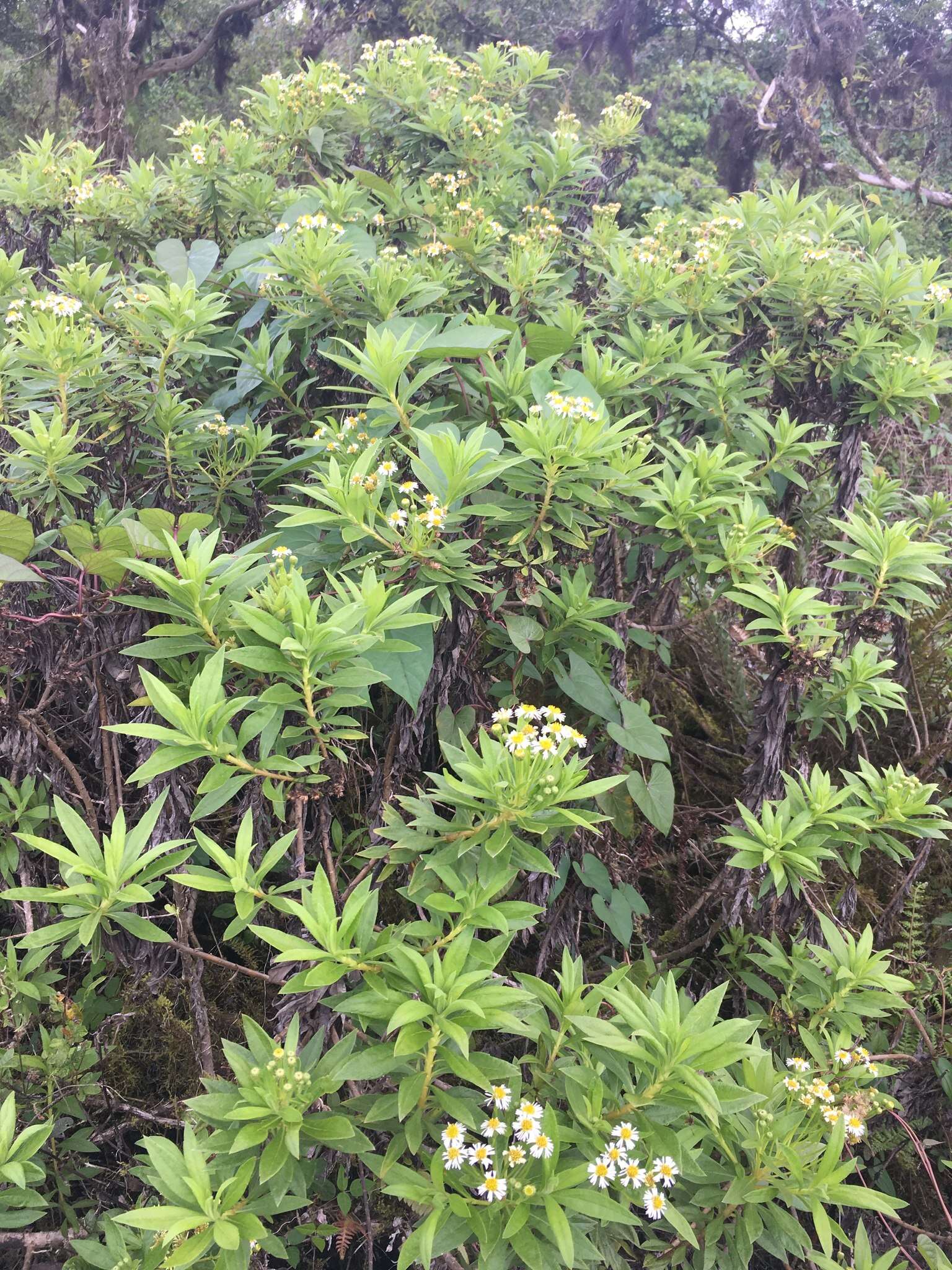 Image of Erigeron lancifolius Hook. fil.