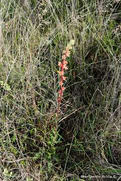 Image of Echeveria mucronata Schltdl.