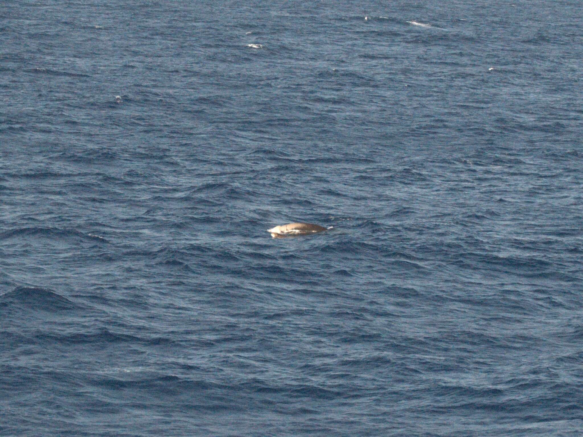 Image of Cuvier's Beaked Whale