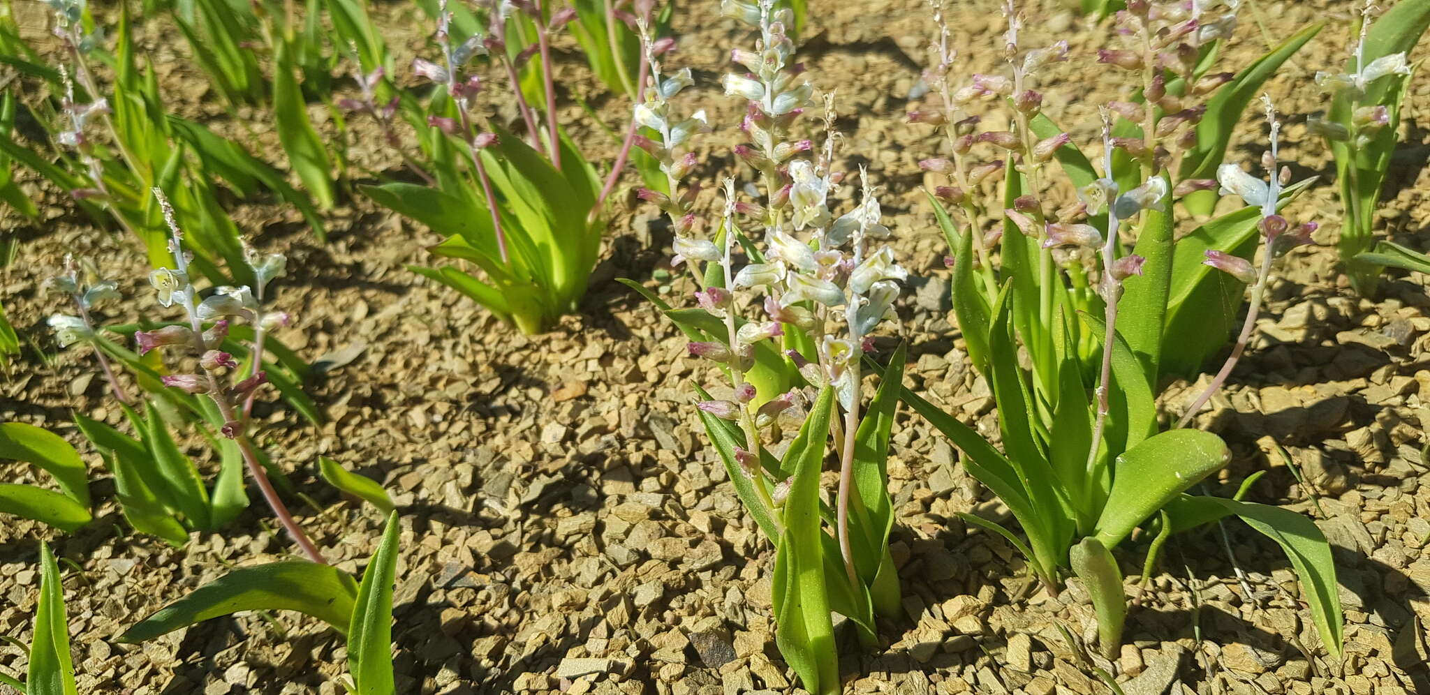 Image of Lachenalia maximiliani Schltr. ex W. F. Barker