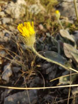 Image of Hieracium pannosum Boiss.