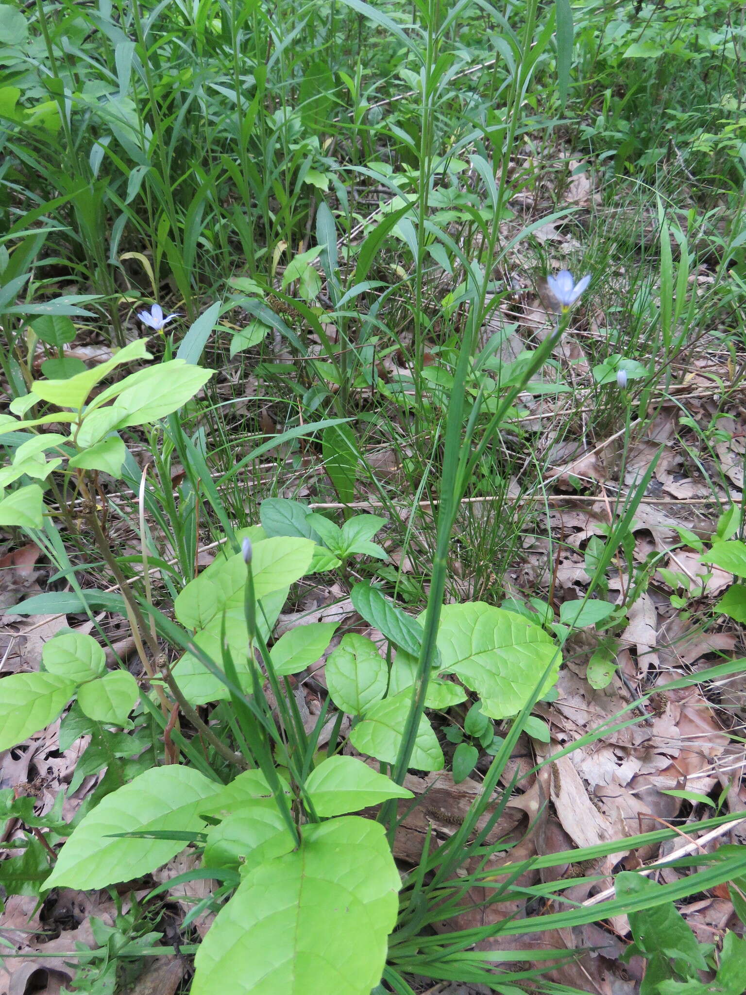 Image of narrowleaf blue-eyed grass