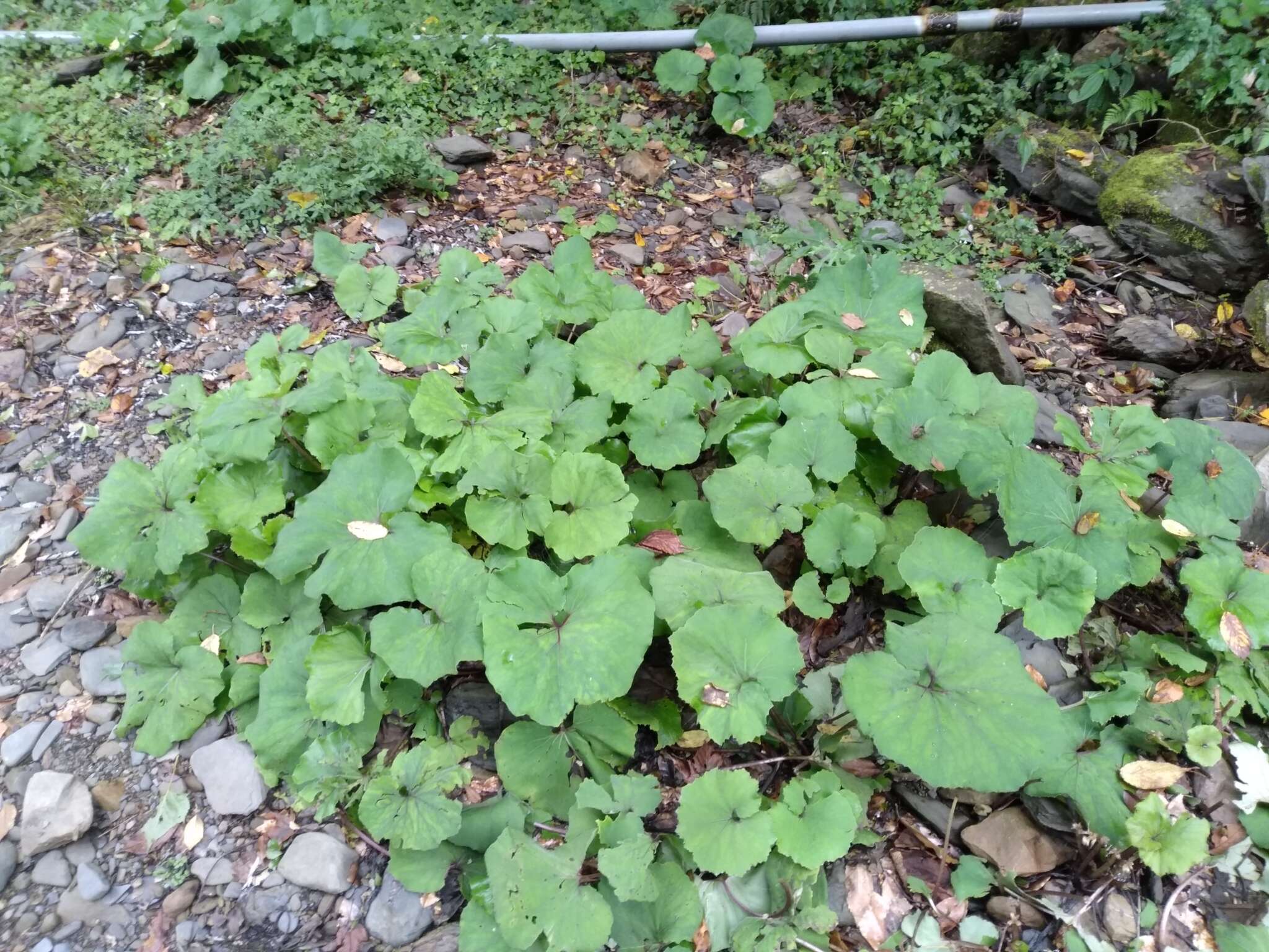 Image of Petasites formosanus Kitam.