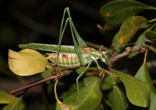 Image of Gemmate Bush Katydid