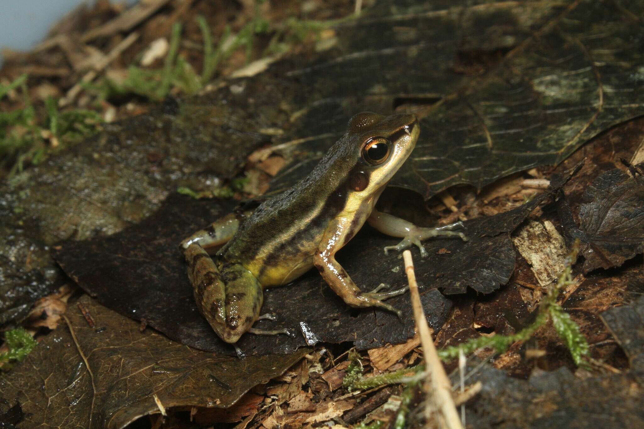 Sivun Hylodes phyllodes Heyer & Cocroft 1986 kuva