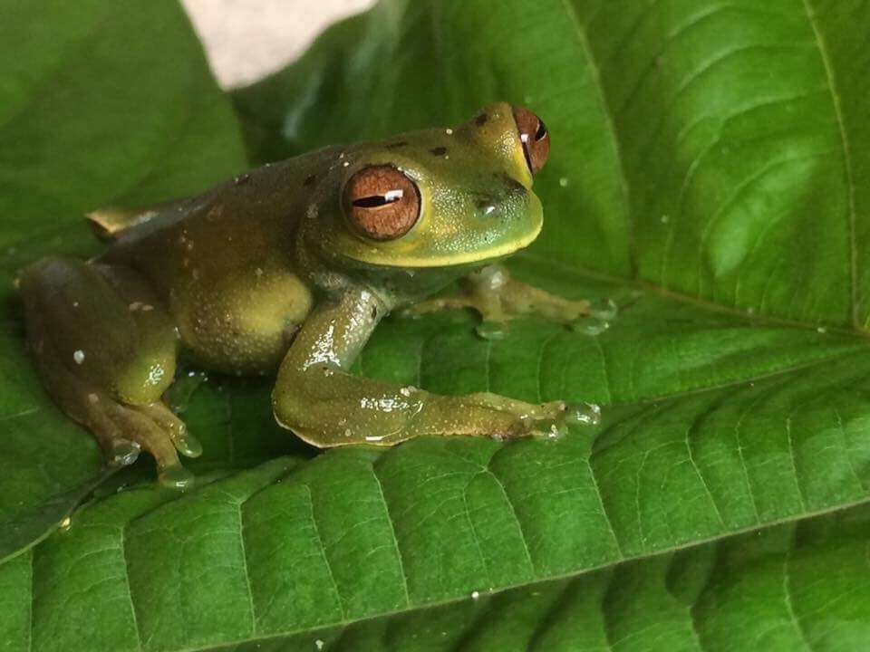 Hyloscirtus palmeri (Boulenger 1908)的圖片