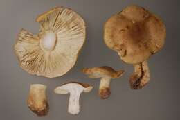 Plancia ëd Tricholoma joachimii Bon & A. Riva 1985