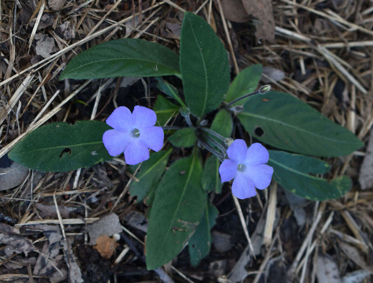 Brunoniella acaulis (R. Br.) Bremek.的圖片