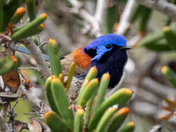 Image of Blue-breasted Fairy-wren