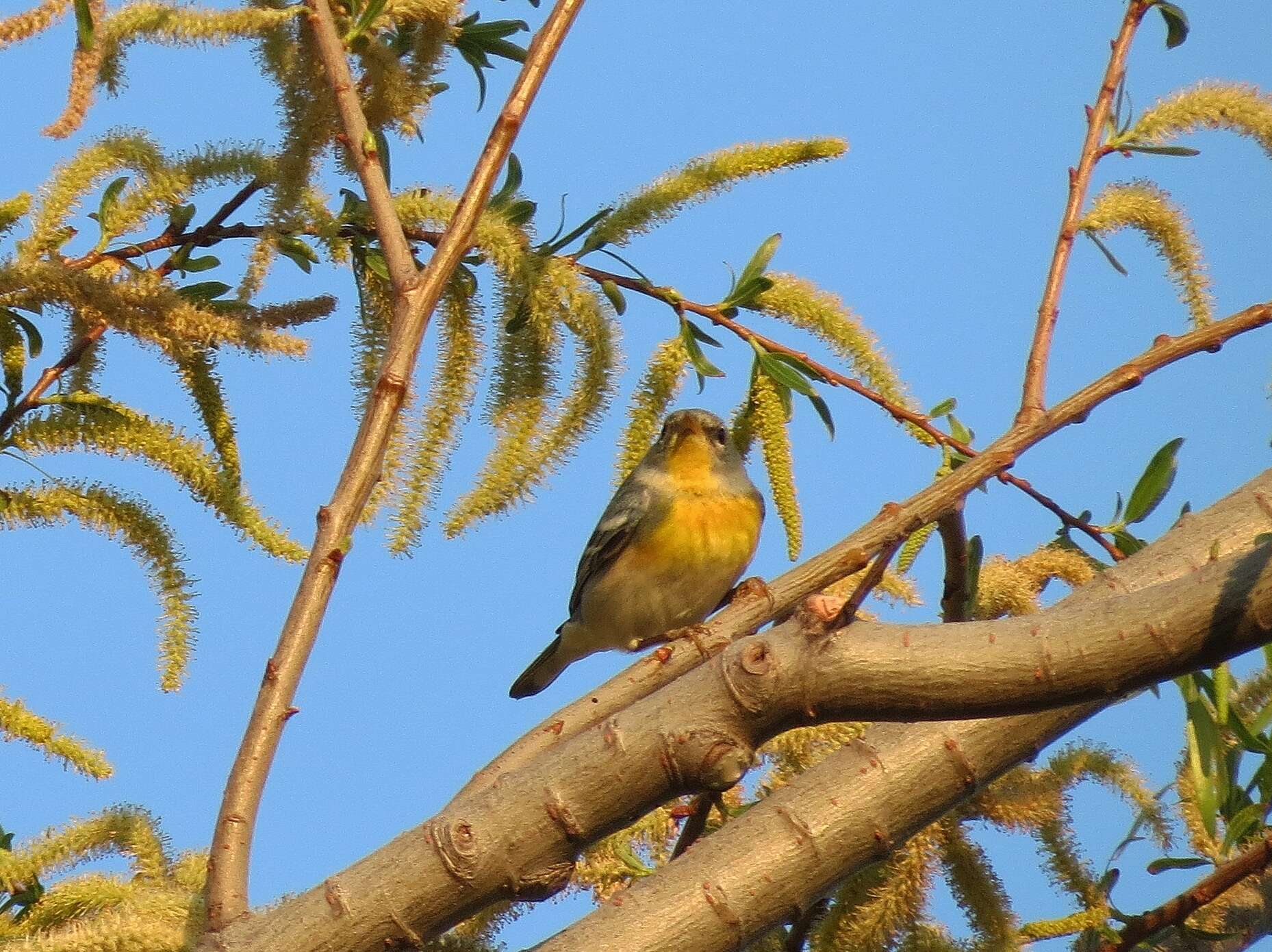 Image of Northern Parula