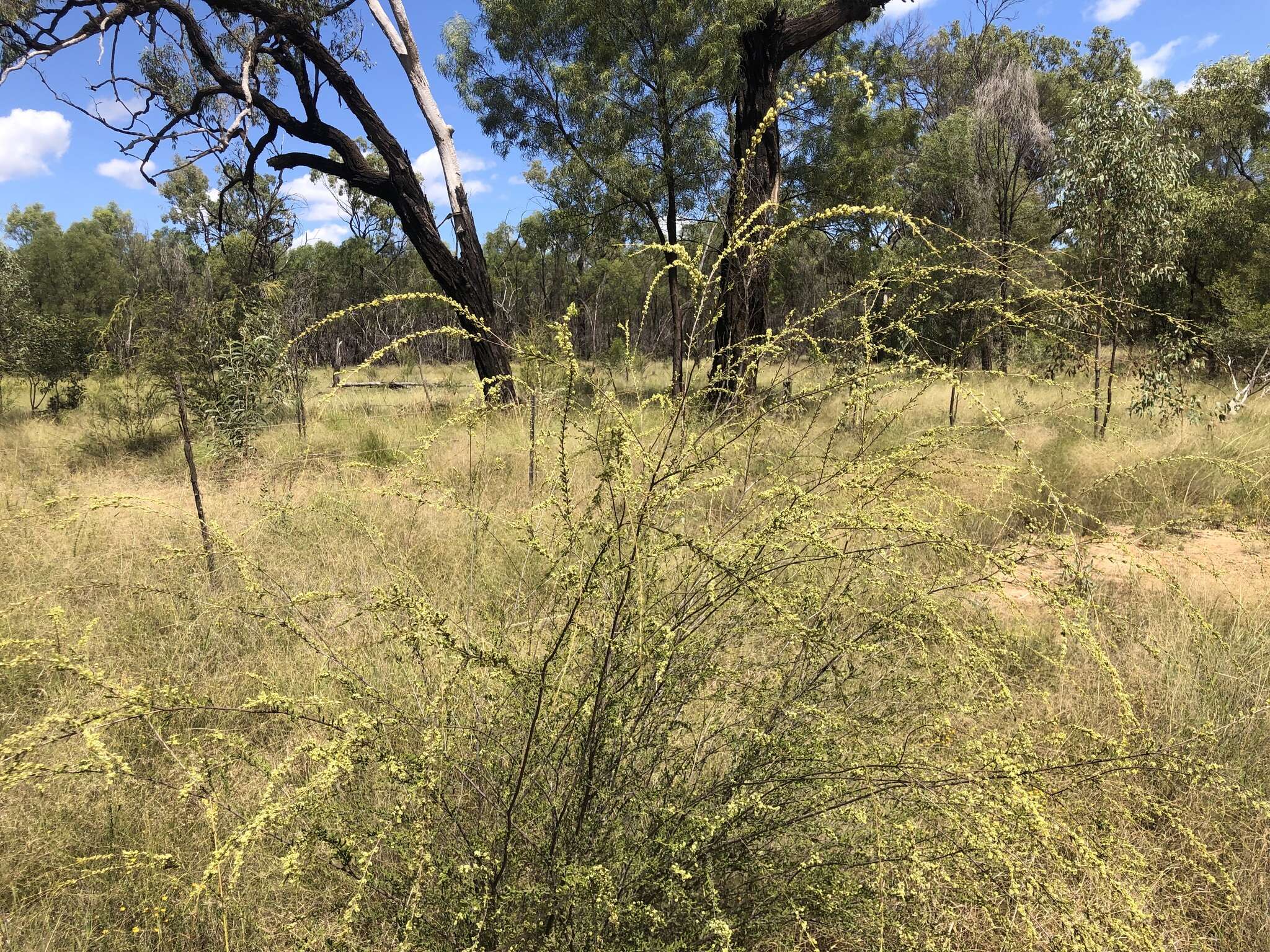 Image of Micromyrtus carinata A. R. Bean