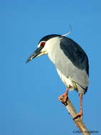 Image of Nycticorax nycticorax nycticorax (Linnaeus 1758)