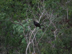 Image de Pigeon des lauriers