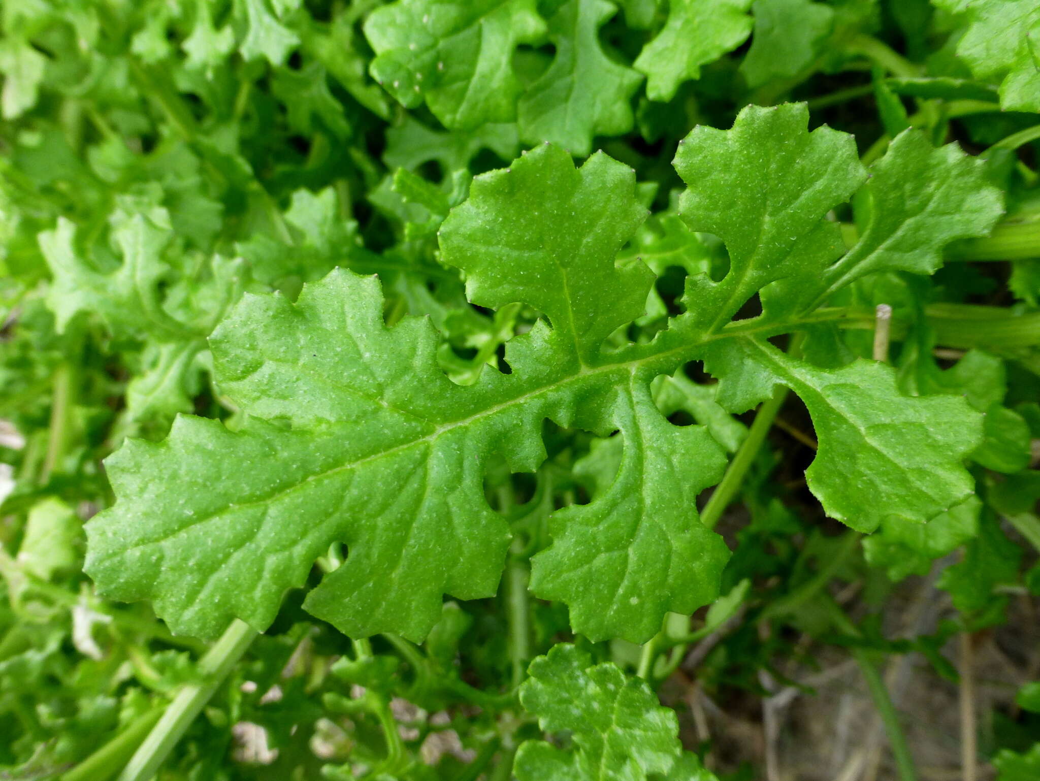 Image of redpurple ragwort