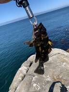 Image of Black-and-yellow rockfish