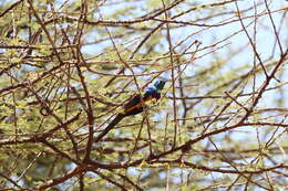 Image of Golden-breasted Starling