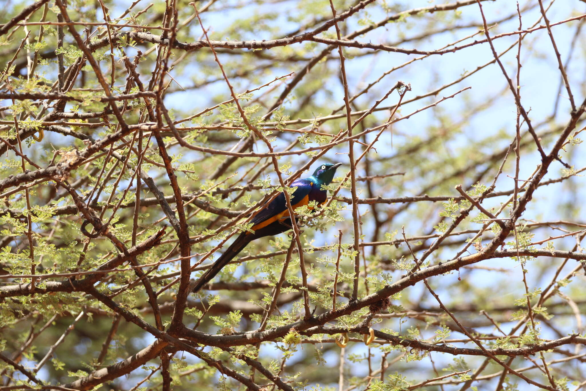 Image of Golden-breasted Starling