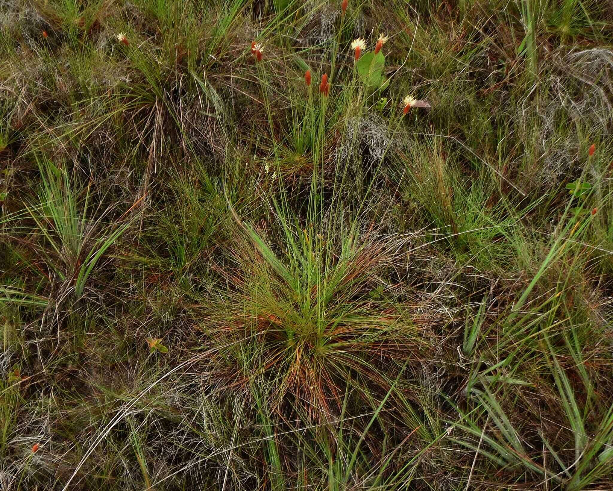 Plancia ëd Bulbostylis lanata (Kunth) Lindm.