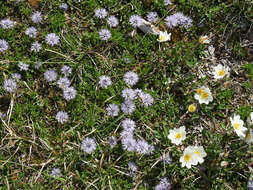 Image of Heart-leaf Globe Daisy